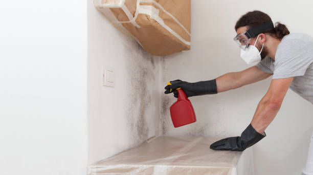 Professional Basement Mold Removal technician working in Commerce City, CO