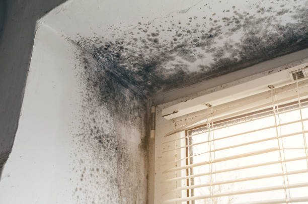 Affordable Basement Mold Removal solutions in Commerce City, CO