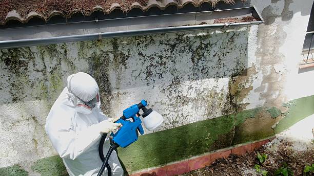 Top rated local Basement Mold Removal specialists in Commerce City, CO